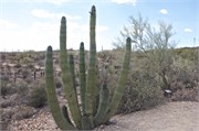 Tucson 2544